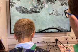 bacteria in the water